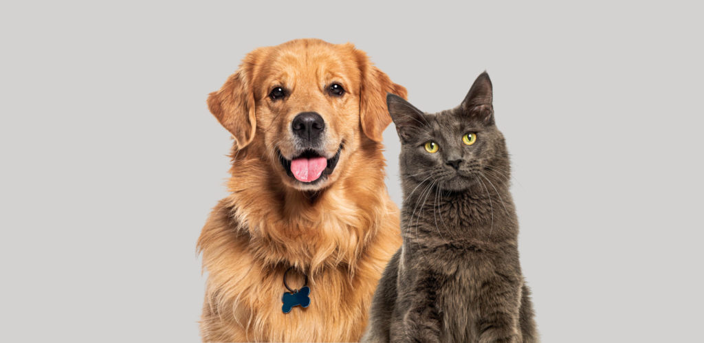 Chien souriant et chat sérieux côte à côte.